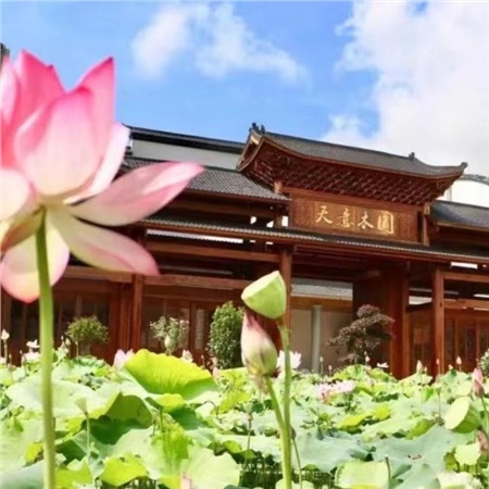 益陽天意木國木文化博物館、金家堤、一碑五館一日游