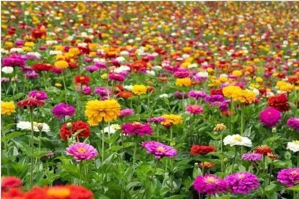 城頭山遺址公園粉黛花海一日游  