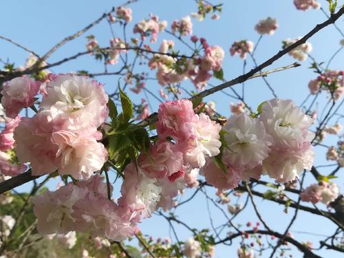 長沙潯龍河櫻花谷、田漢文化園一日游