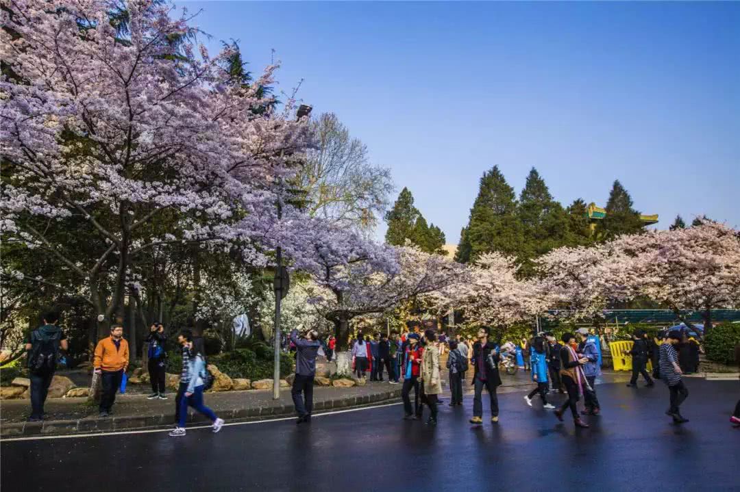 武漢磨山櫻花+戶(hù)部巷+楚河漢街+東湖聽(tīng)濤風(fēng)景區(qū)汽車(chē)兩日游